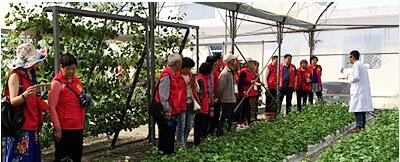 蔬菜種子，幾百萬種植戶的選擇