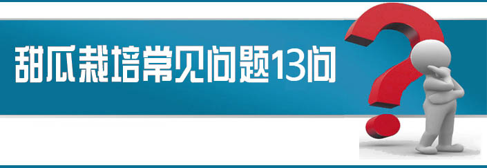 蔬菜種子栽培技術(shù)-<strong><font color='#006428'>甜瓜栽培常見問題13問？</font></strong>