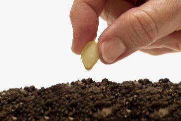 蔬菜種子栽培技術-<b>夏天播種、栽培注意事項</b>