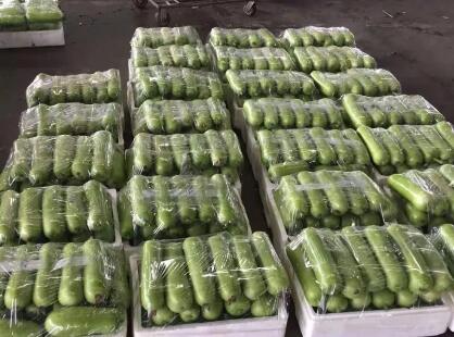 蔬菜種子種植戶客戶點(diǎn)評(píng)-上市早，價(jià)格好！我連續(xù)種了三年，滿意！