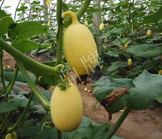 蔬菜種子種植戶客戶點(diǎn)評(píng)-上市了，14元/公斤。河南客戶發(fā)來(lái)…