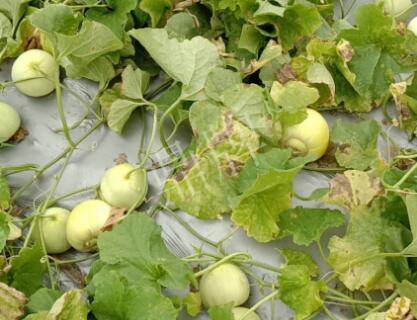 蔬菜種子種植戶客戶點(diǎn)評(píng)-低溫寡照的天氣，它仍然優(yōu)秀！