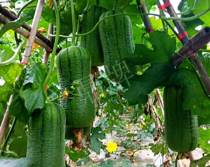 蔬菜種子種植戶客戶點(diǎn)評(píng)-這個(gè)新品種，讓我“頭痛”…