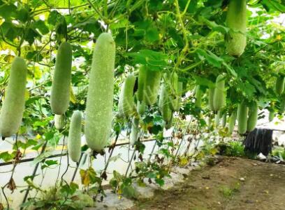 蔬菜種子種植戶客戶點(diǎn)評(píng)-我種的冬瓜，肉緊味甜，按個(gè)賣！