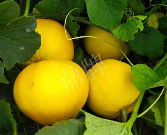 蔬菜種子種植戶客戶點(diǎn)評(píng)-純賺50萬，我這個(gè)“張大膽”榮光了一把！