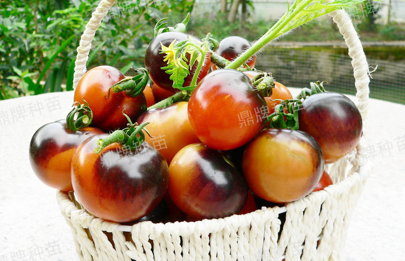 果實(shí)成紫紅色，甜度增加