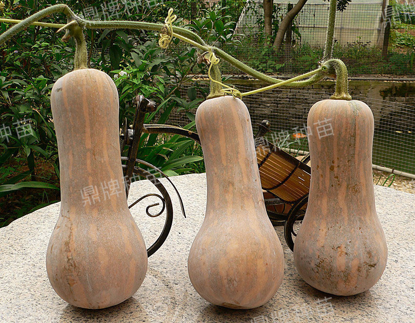 袖珍蜜本3#坐果率高、產(chǎn)量高