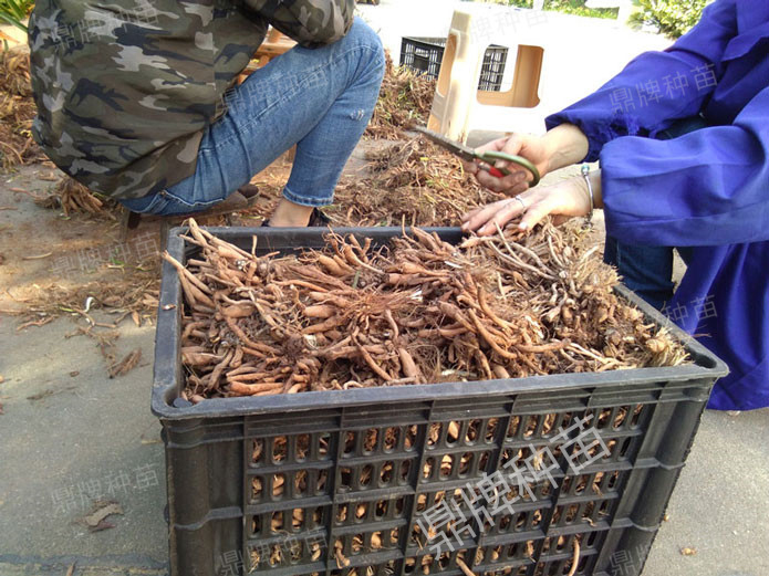 修剪后裝箱，準備為客戶發(fā)貨的種苗