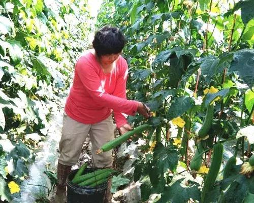 優(yōu)秀絲瓜作品展播，請(qǐng)為菜農(nóng)劉健平夫婦點(diǎn)贊