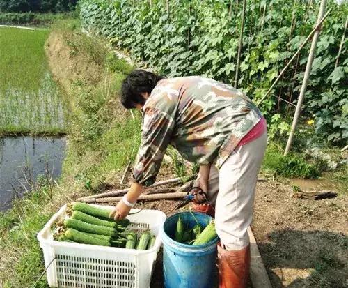 優(yōu)秀絲瓜作品展播，請(qǐng)為菜農(nóng)劉健平夫婦點(diǎn)贊