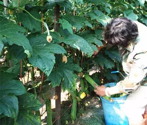 優(yōu)秀絲瓜作品展播，請(qǐng)為菜農(nóng)劉健平夫婦點(diǎn)贊