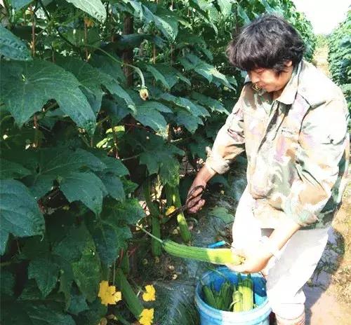 優(yōu)秀絲瓜作品展播，請(qǐng)為菜農(nóng)劉健平夫婦點(diǎn)贊