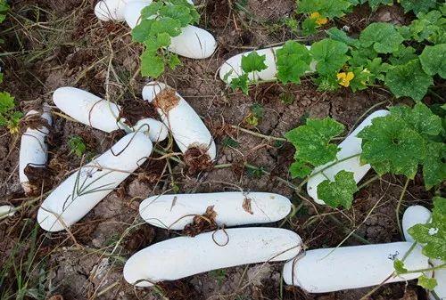 您種植過“堆堆瓜”嗎？看一看，地上全是瓜！一睹芳容