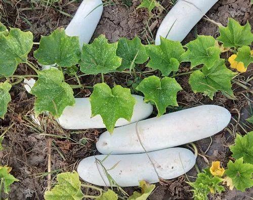 您種植過“堆堆瓜”嗎？看一看，地上全是瓜！一睹芳容