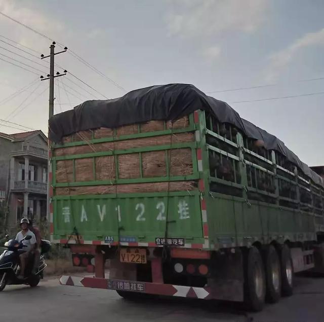 種南瓜竟然種出“麻煩”了，瓜販搶購(gòu)，電視臺(tái)記者也趕來(lái)了