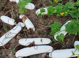 蔬菜種子種植戶客戶點(diǎn)評(píng)-您種植過“堆堆瓜”嗎？看一看，地上全是瓜！一睹芳容！