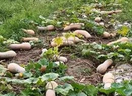 蔬菜種子種植戶客戶點(diǎn)評(píng)-周小為種植的健美蜜本又被報(bào)銷了，連電視臺(tái)記者也趕來了！