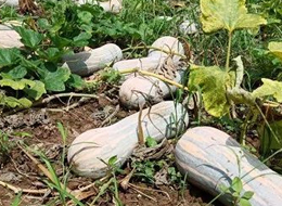 蔬菜種子種植戶客戶點(diǎn)評(píng)-一袋種子100粒，輕松賺回3000元...