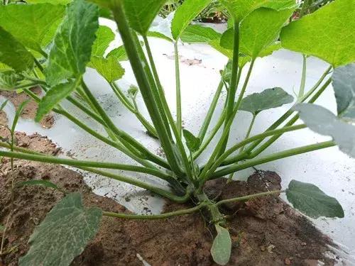 菜農(nóng)種植無需噴農(nóng)藥的蔬菜，不僅栽培簡(jiǎn)單、而且效益高