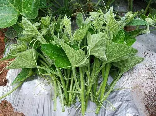 菜農(nóng)種植無需噴農(nóng)藥的蔬菜，不僅栽培簡(jiǎn)單、而且效益高