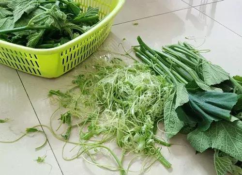 菜農(nóng)種植無需噴農(nóng)藥的蔬菜，不僅栽培簡(jiǎn)單、而且效益高