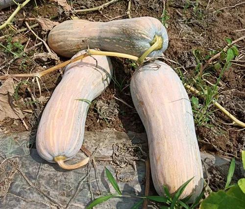 蔬菜種子栽培技術(shù)-“健美蜜本”南瓜7問？