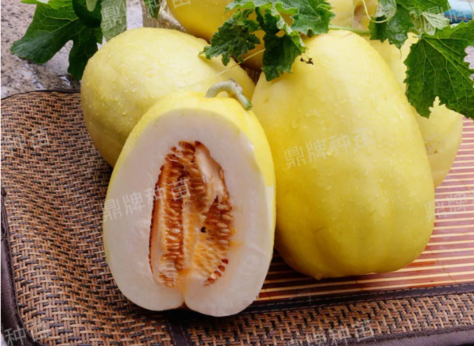 雇工難、成本高，想種甜瓜怎么辦？