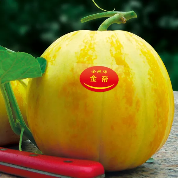 薄皮甜瓜，哪個(gè)品種最好呢？畝產(chǎn)高達(dá)10萬，附4種市場(chǎng)爆款品種