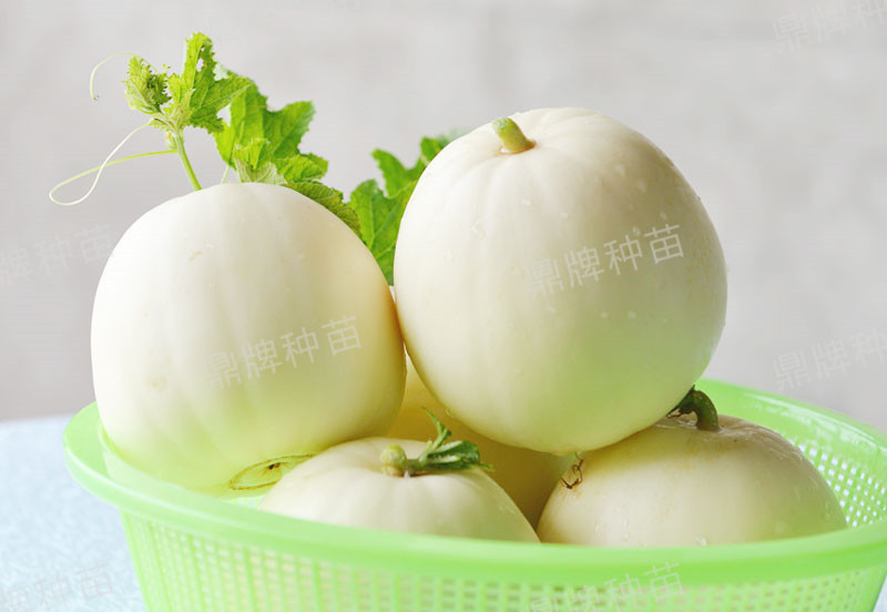 就這4個(gè)薄皮甜瓜，畝產(chǎn)萬斤很輕松，瓜果菜農(nóng)搶著種植