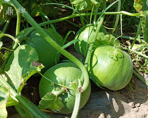 就這4個(gè)薄皮甜瓜，畝產(chǎn)萬斤很輕松，瓜果菜農(nóng)搶著種植