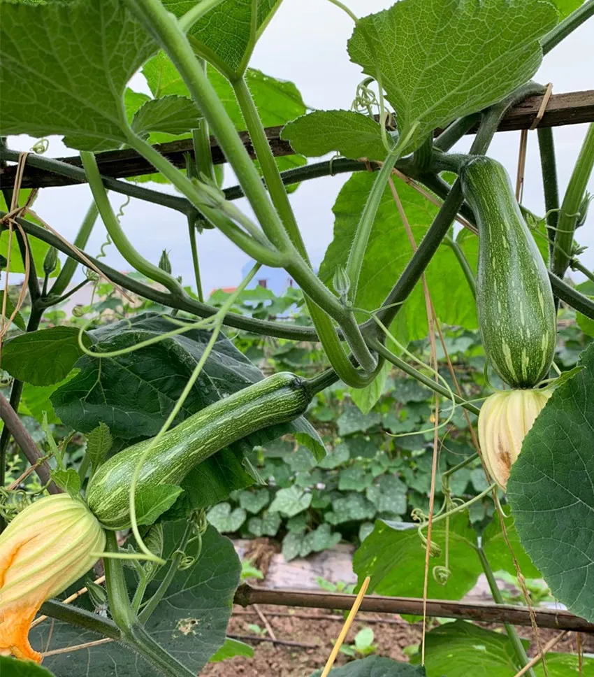 3元1斤的健美蜜本南瓜快成熟了，緬甸種植戶發(fā)來(lái)圖片與視頻