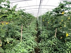 蔬菜種子種植戶客戶點評-這個品種，結(jié)瓜太夸張了！太恐怖了！