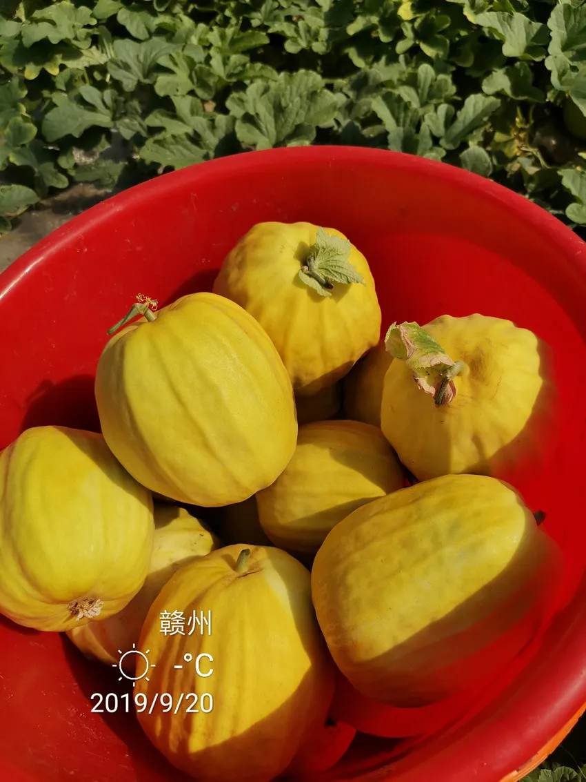 高溫季節(jié)種植甜瓜，什么品種最好？這個品種是秋季上市的專用品種