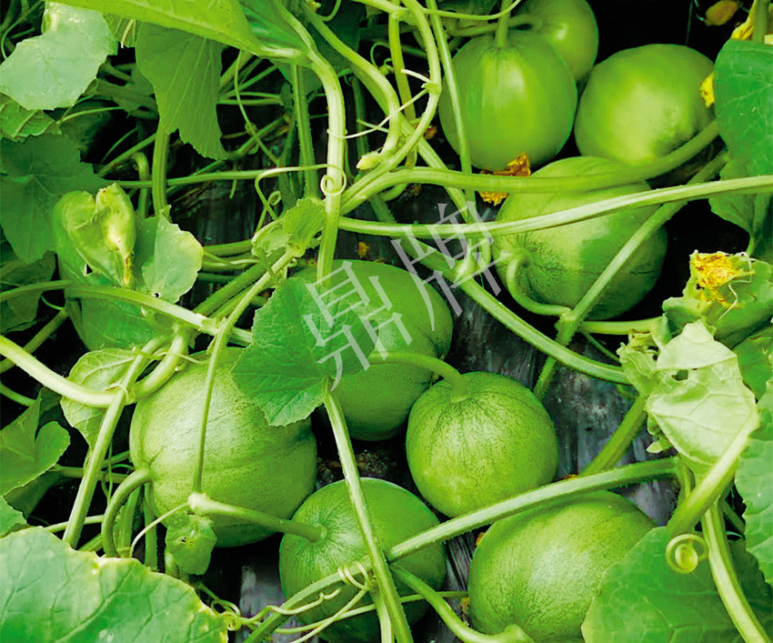 7元一斤還遭瘋搶?zhuān)€收益超2萬(wàn)元！到底什么甜瓜能這么牛？