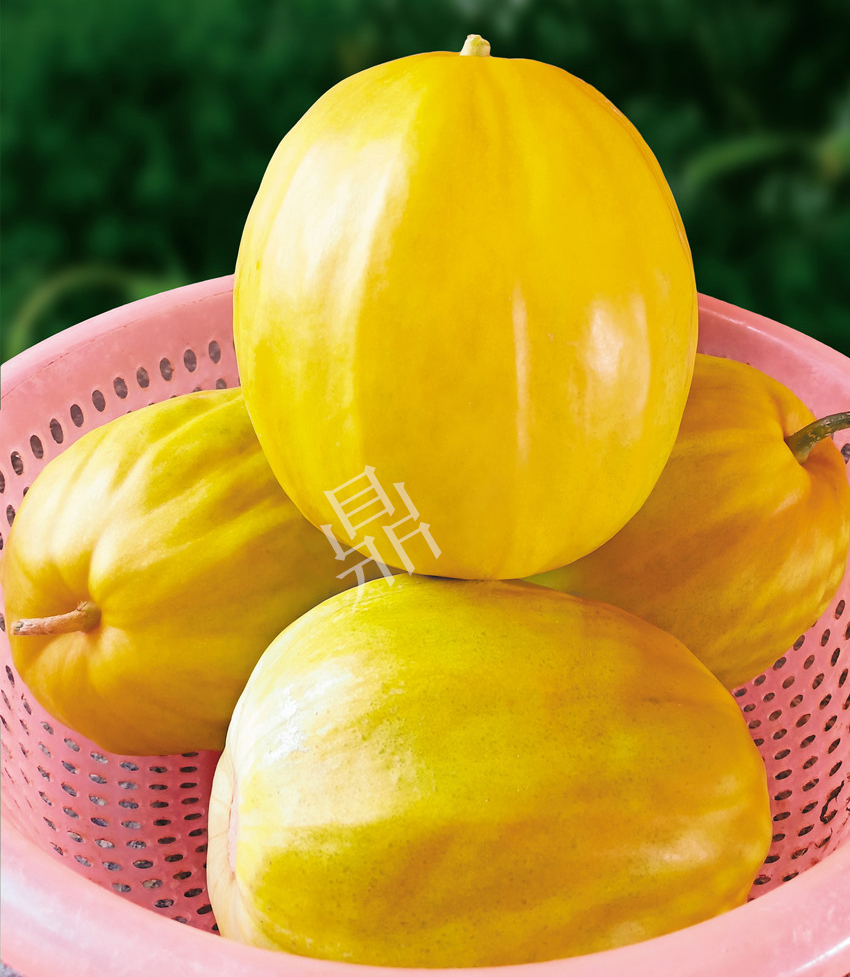 優(yōu)質(zhì)甜瓜新品種！畝產(chǎn)最高可達(dá)7000斤！還沒有畸形瓜