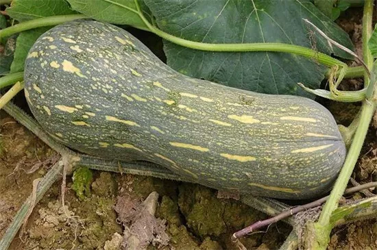 知道最甜最面的南瓜品種嗎？盤點十種有營養(yǎng)的甜面南瓜...