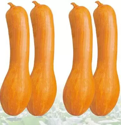 知道最甜最面的南瓜品種嗎？盤點十種有營養(yǎng)的甜面南瓜...