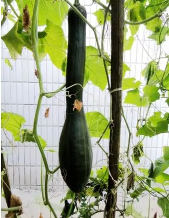 知道最甜最面的南瓜品種嗎？盤點十種有營養(yǎng)的甜面南瓜...