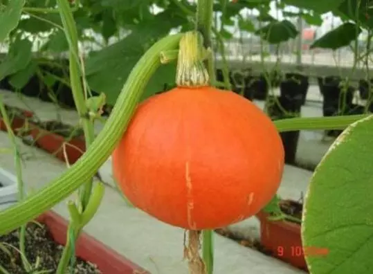 知道最甜最面的南瓜品種嗎？盤點十種有營養(yǎng)的甜面南瓜...