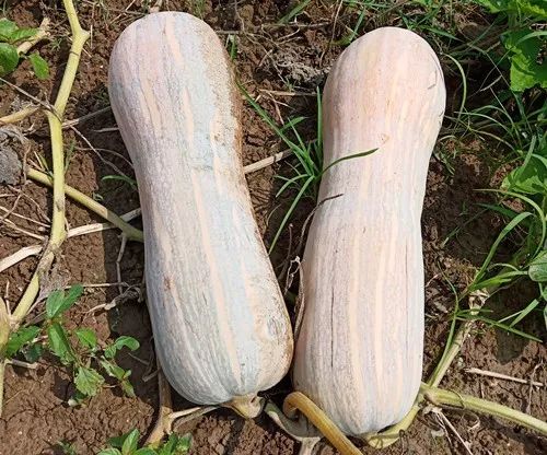 生吃都好吃南瓜新品種，沒有大肚子，肉質(zhì)更密致，農(nóng)戶試種下