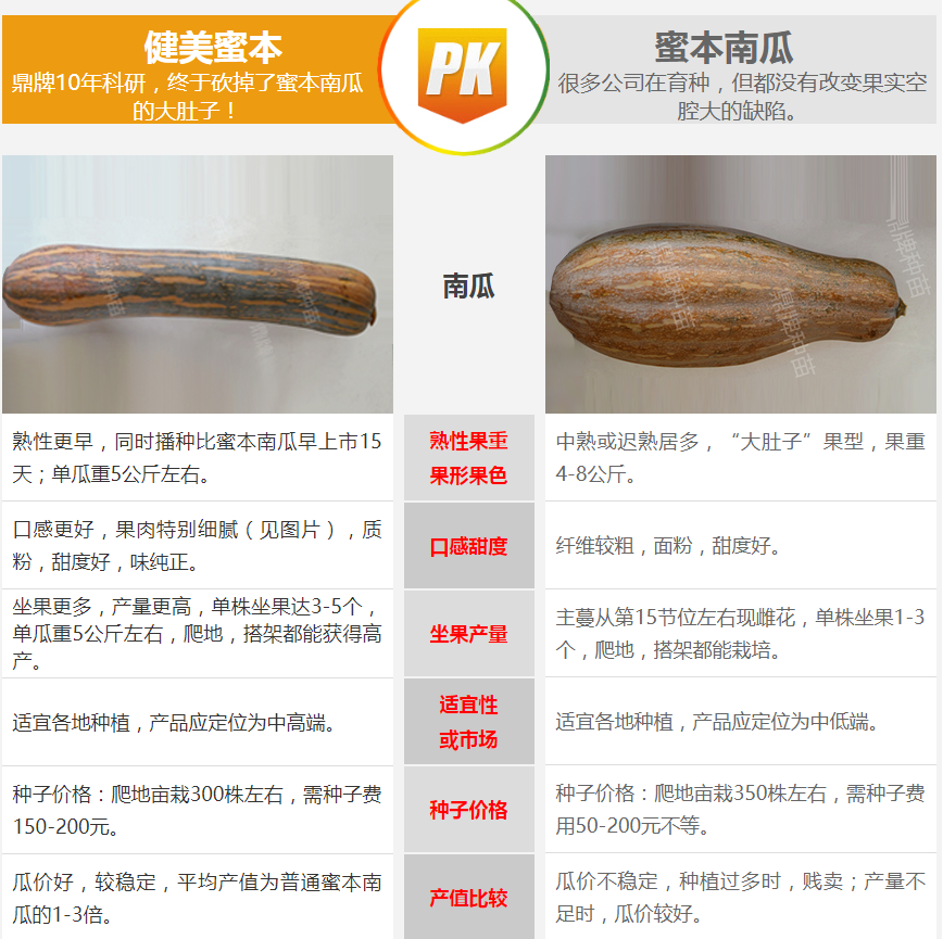 生吃都好吃南瓜新品種，沒有大肚子，肉質(zhì)更密致，農(nóng)戶試種下