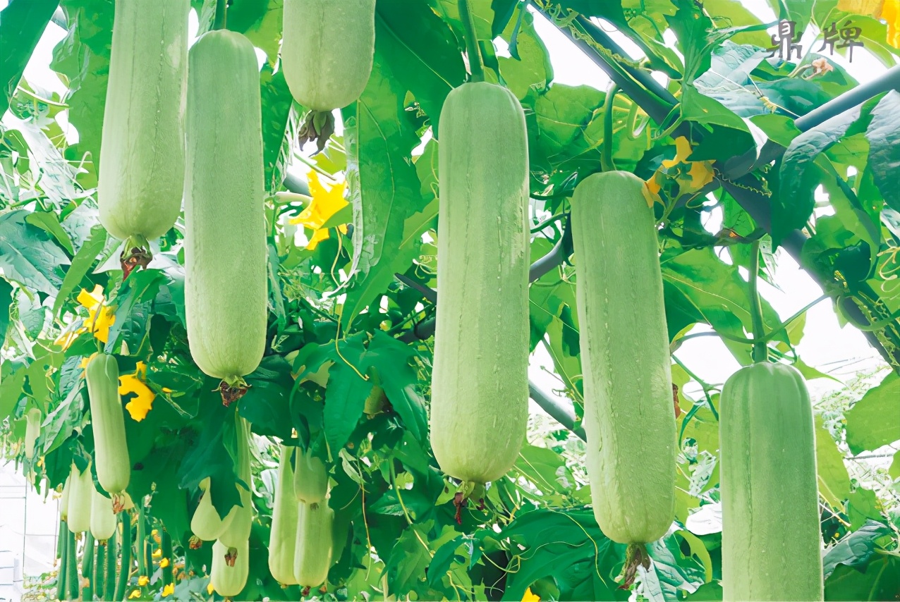 絲瓜新品種層不出窮，2021年，哪個絲瓜品種最值得種植？