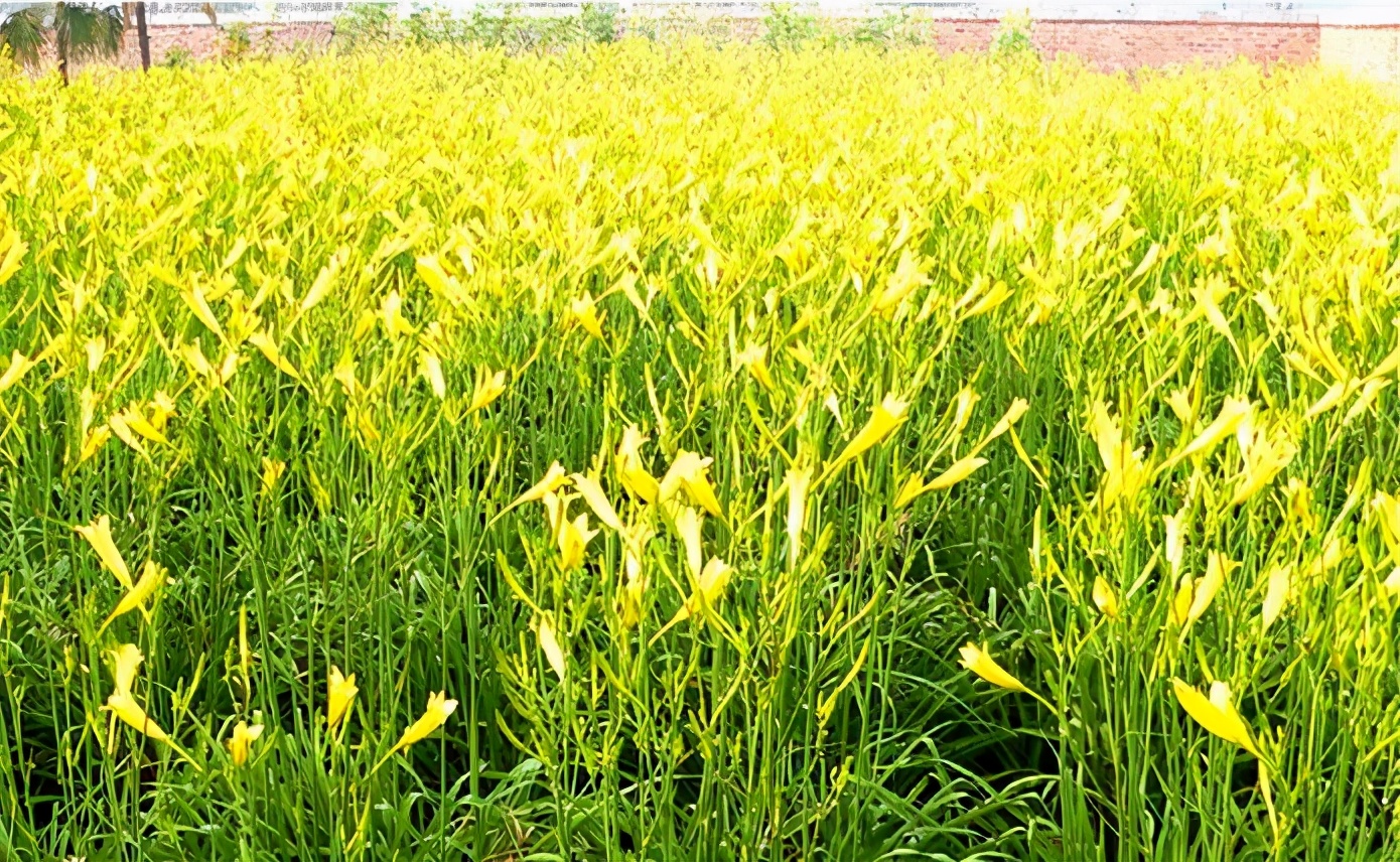 一斤接近20塊，原來(lái)它才是最火的國(guó)民蔬菜！全國(guó)都適種