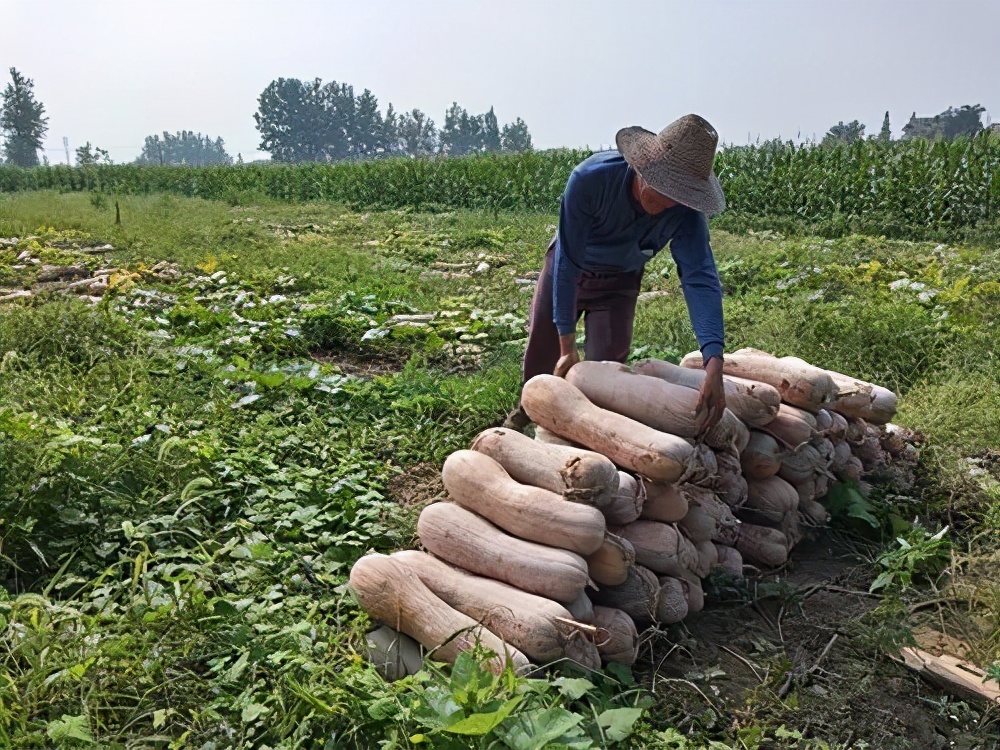 一位轉(zhuǎn)業(yè)后的特種兵，辦農(nóng)場種瓜菜，靠1個優(yōu)點(diǎn)，年賺200萬