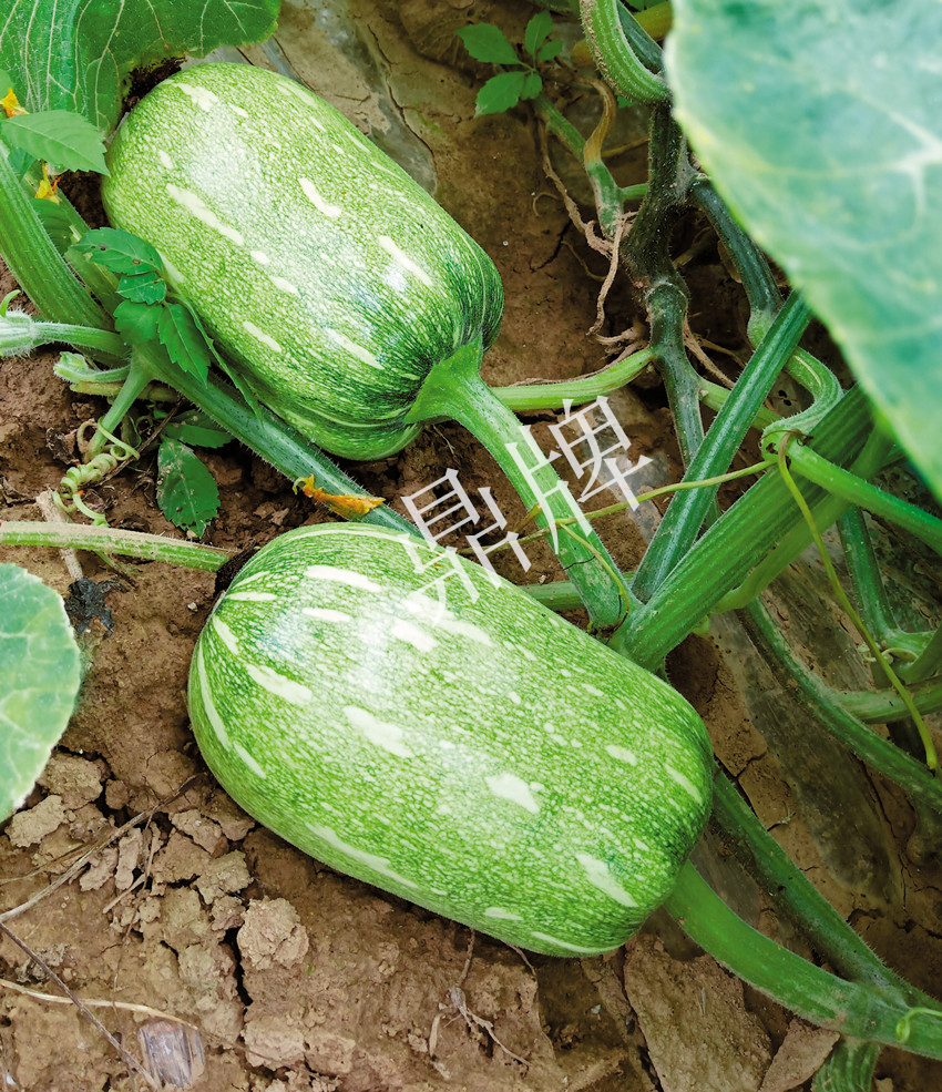 畝產(chǎn)6000公斤的南瓜上市，20年科研他就為打造1個(gè)爆款品種