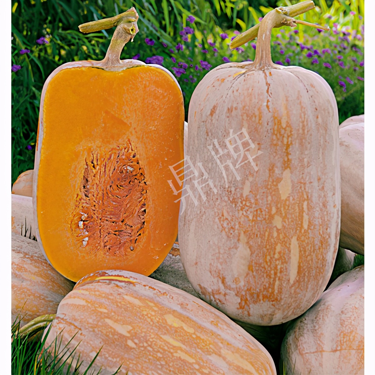 畝產(chǎn)6000公斤的南瓜上市，20年科研他就為打造1個(gè)爆款品種