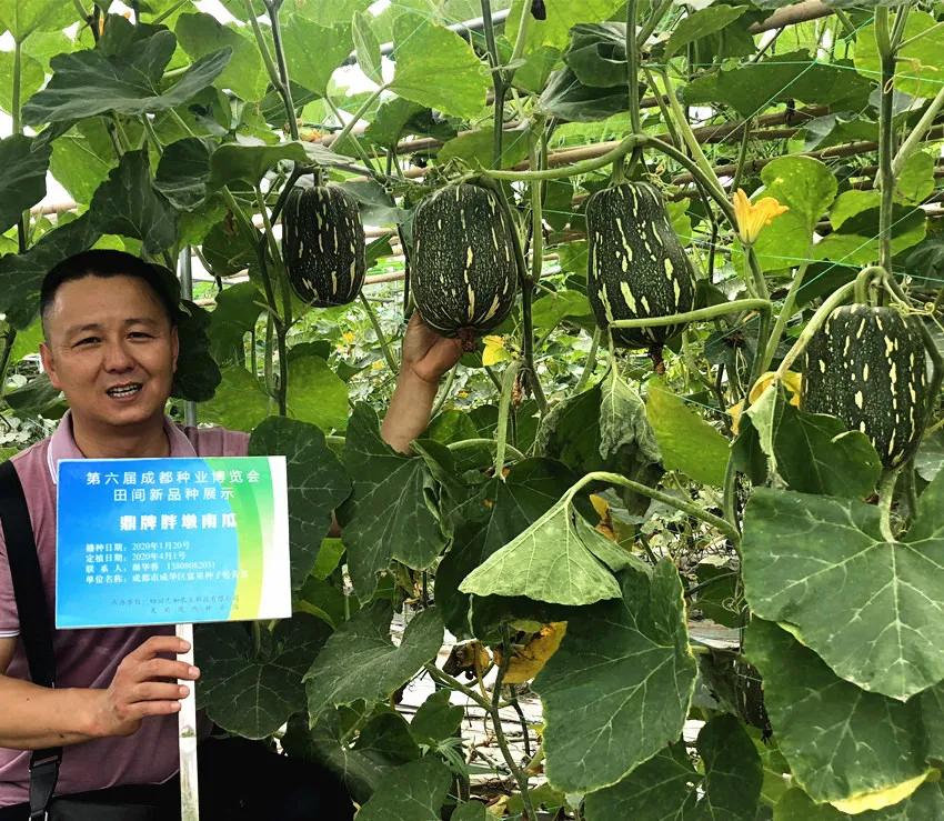 畝產(chǎn)6000公斤的南瓜上市，20年科研他就為打造1個(gè)爆款品種