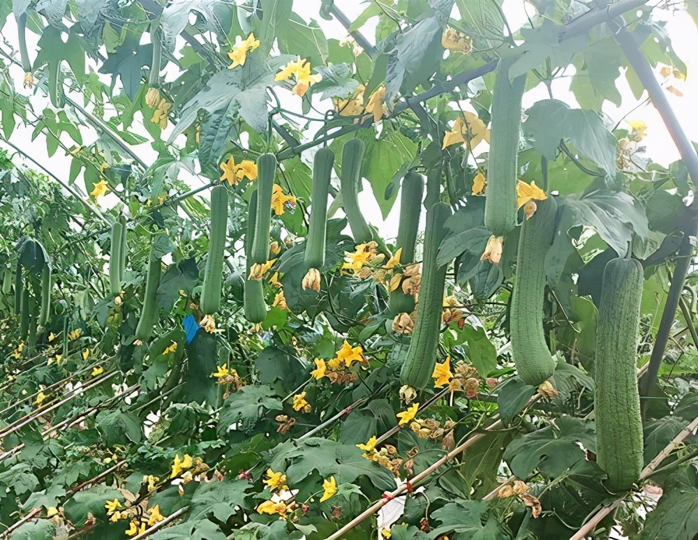 這個(gè)絲瓜畝產(chǎn)可達(dá)8000公斤，菜農(nóng)2021年致富的絲瓜品種