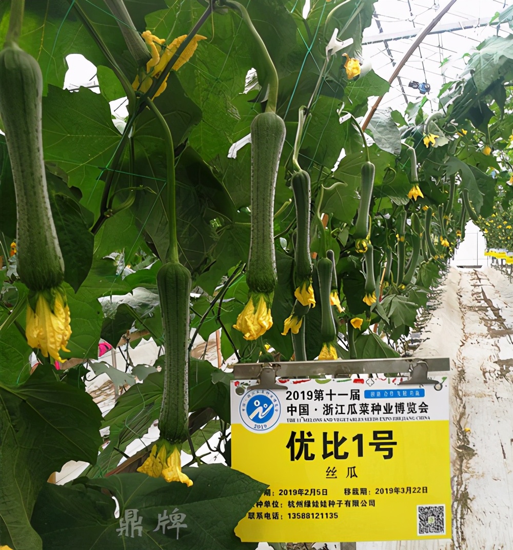 這個(gè)絲瓜畝產(chǎn)可達(dá)8000公斤，菜農(nóng)2021年致富的絲瓜品種