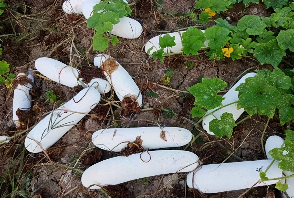 這個冬瓜品種放1年不壞，口感脆甜，多年科研就為打造這1個爆品